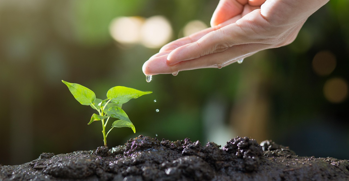 Watering new plant